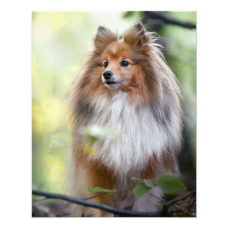 Shetland Sheepdog Sheltie kleiner Hund im Wald Jig Fotodruck