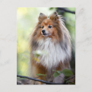 Shetland Sheepdog Sheltie kleiner Hund im Wald Jig Postkarte