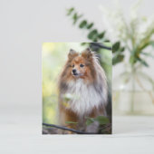 Shetland Sheepdog Sheltie kleiner Hund im Wald Jig Postkarte (Stehend Vorderseite)