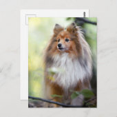 Shetland Sheepdog Sheltie kleiner Hund im Wald Jig Postkarte (Vorne/Hinten)