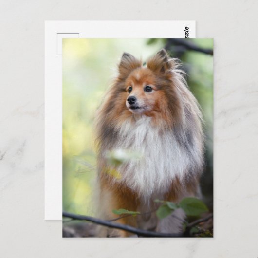 Shetland Sheepdog Sheltie kleiner Hund im Wald Jig Postkarte (Vorne/Hinten)