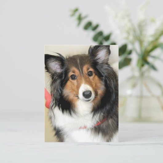 Shetland Sheepdog (Sheltie) Postkarte (Stehend Vorderseite)