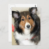 Shetland Sheepdog (Sheltie) Postkarte (Vorne/Hinten)