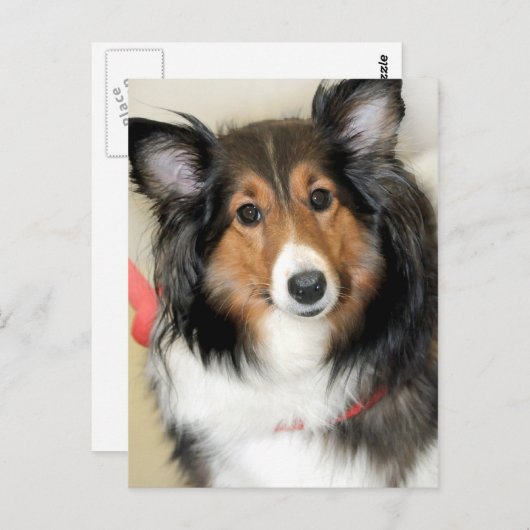 Shetland Sheepdog (Sheltie) Postkarte (Vorne/Hinten)