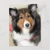 Shetland Sheepdog (Sheltie) Postkarte (Vorderseite)