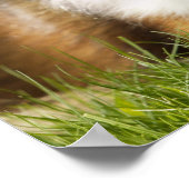 Shetland Sheepdog sitzt auf dem Gras Poster (Ecke)