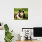 Shetland Sheepdog sitzt auf dem Gras Poster (Heimbüro)