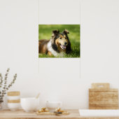 Shetland Sheepdog sitzt auf dem Gras Poster (Küche)