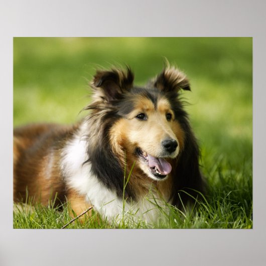 Shetland Sheepdog sitzt auf dem Gras Poster (Vorne)