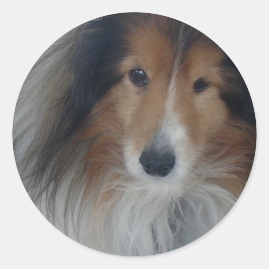 Shetland Sheepdog Stickers (Vorderseite)