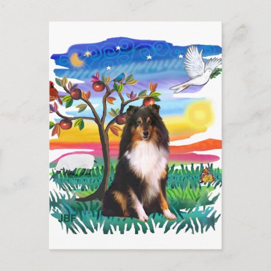 Shetland Sheepdog (Tri) Postkarte (Vorderseite)