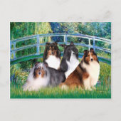Shetland Sheepdog (vier) - Bridge Postkarte (Vorderseite)