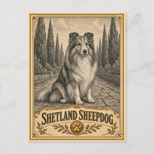 Shetland Sheepdog, Vintage Heritage Hund Postkarte