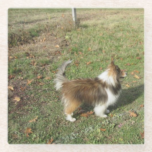Shetland Sheepdog Voll Sekunde Glasuntersetzer (Vorderseite)