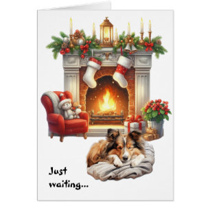 Shetland Sheepdog wartet auf Weihnachten