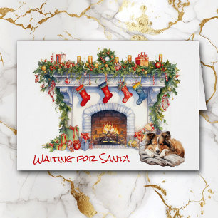 Shetland Sheepdog Wartete für Santa