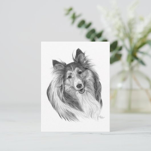 Shetland Sheepdog Zeichne von Glenda S. Harlan Postkarte (Stehend Vorderseite)