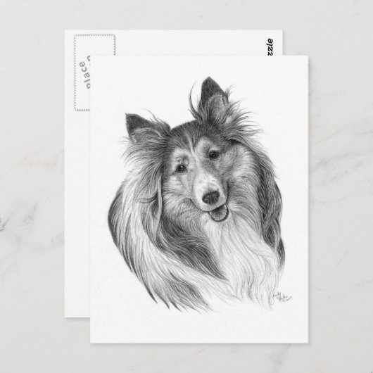 Shetland Sheepdog Zeichne von Glenda S. Harlan Postkarte (Vorne/Hinten)