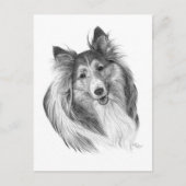Shetland Sheepdog Zeichne von Glenda S. Harlan Postkarte (Vorderseite)
