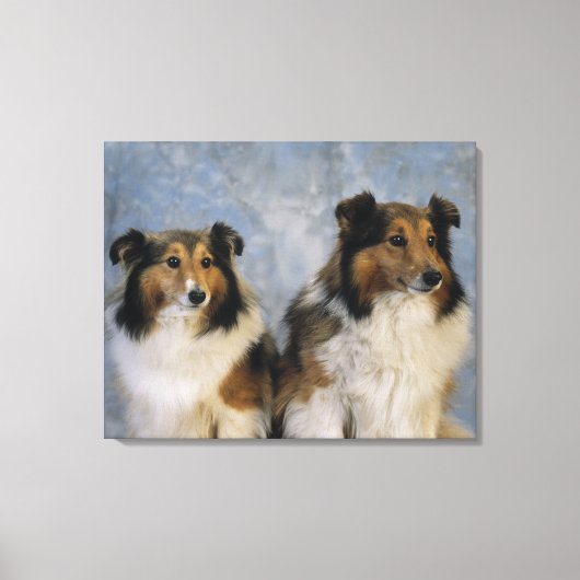 Shetland Sheepdogs Leinwanddruck (Vorderseite)
