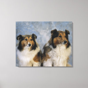 Shetland Sheepdogs Leinwanddruck