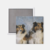 Shetland Sheepdogs Magnet (Vorderseite/Rückseite)