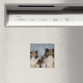 Shetland Sheepdogs Magnet (In Situ (Geschirrspüler))
