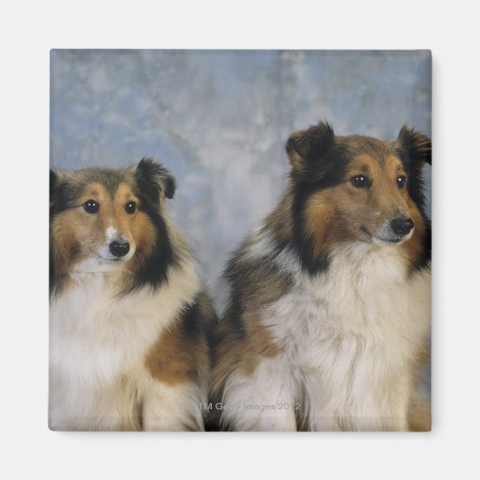Shetland Sheepdogs Magnet (Vorne)