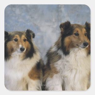 Shetland Sheepdogs Quadratischer Aufkleber