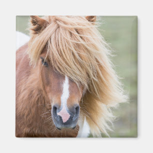 Shetlandpony auf der Insel Unst Magnet