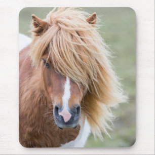 Shetlandpony auf der Insel Unst Mousepad