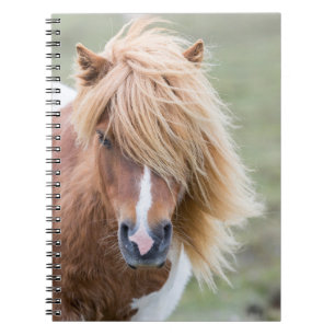 Shetlandpony auf der Insel Unst Notizblock