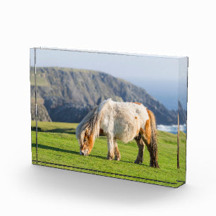 Shetlandpony auf der Weide in der Nähe hoher Klipp Fotoblock