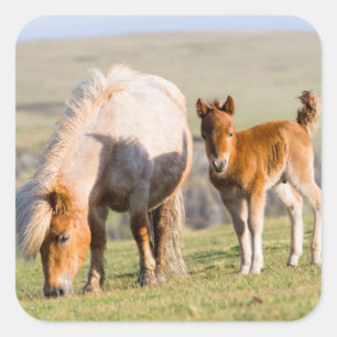 Shetlandpony auf der Weide in der Nähe hoher Klipp Quadratischer Aufkleber