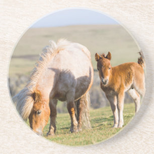 Shetlandpony auf der Weide in der Nähe hoher Klipp Untersetzer