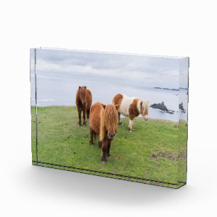 Shetlandpony auf der Weide nahe hoher Klippen Fotoblock