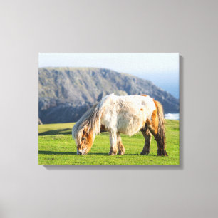 Shetlandpony auf der Weide nahe hoher Klippen Leinwanddruck