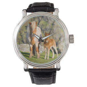 Shetlandpony auf Weide in der Nähe hoher Klippen, Armbanduhr