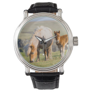 Shetlandpony auf Weide in der Nähe hoher Klippen, Armbanduhr