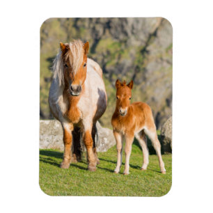 Shetlandpony auf Weide in der Nähe hoher Klippen, Magnet