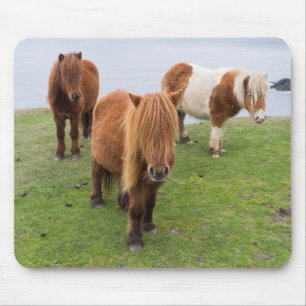 Shetlandpony auf Weide in der Nähe hoher Klippen Mousepad