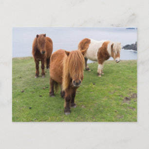 Shetlandpony auf Weide in der Nähe hoher Klippen Postkarte