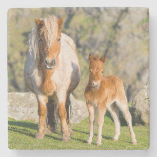 Shetlandpony auf Weide in der Nähe hoher Klippen, Steinuntersetzer