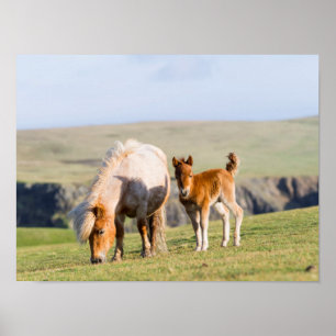 Shetlandpony auf Weide in der Nähe von hohen Klipp Poster