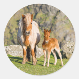 Shetlandpony auf Weide in der Nähe von hohen Klipp Runder Aufkleber