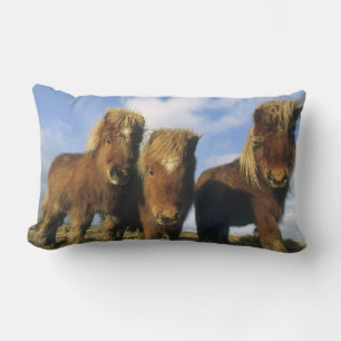 Shetlandpony, Festland Shetland-Inseln, Lendenkissen