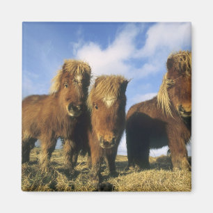 Shetlandpony, Festland Shetland-Inseln, Magnet
