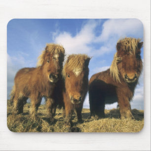 Shetlandpony, Festland Shetland-Inseln, Mousepad