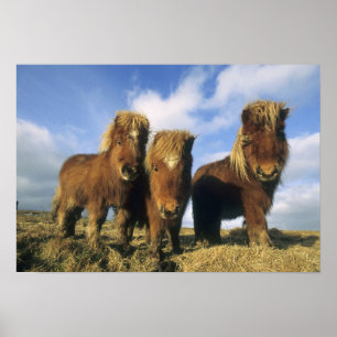 Shetlandpony, Festland Shetland-Inseln, Poster