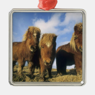 Shetlandpony, Festland Shetland-Inseln, Silbernes Ornament